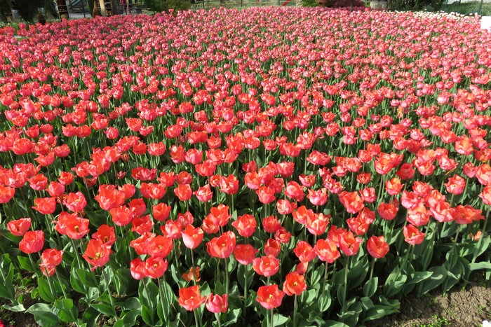 Field of Red Tulips