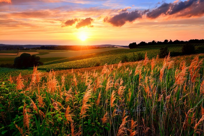 Sunset over rolling fields with tall grass