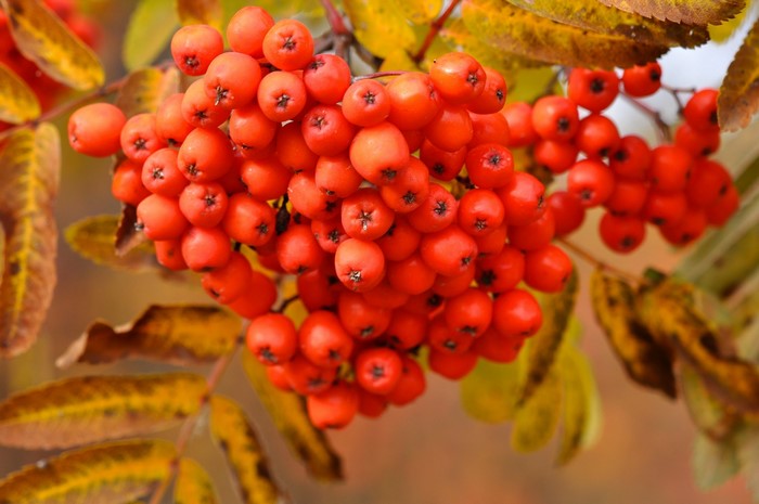 Close-up of Rowan Berries on a Branch