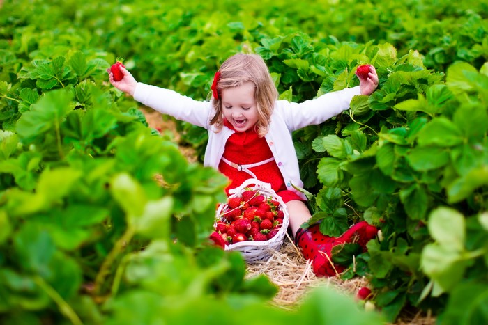 Little girl in strawberry field