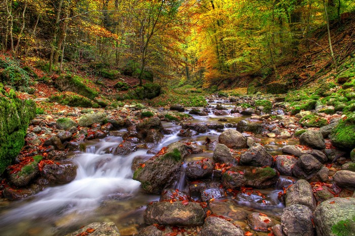 Autumn forest stream with colorful trees and rocks