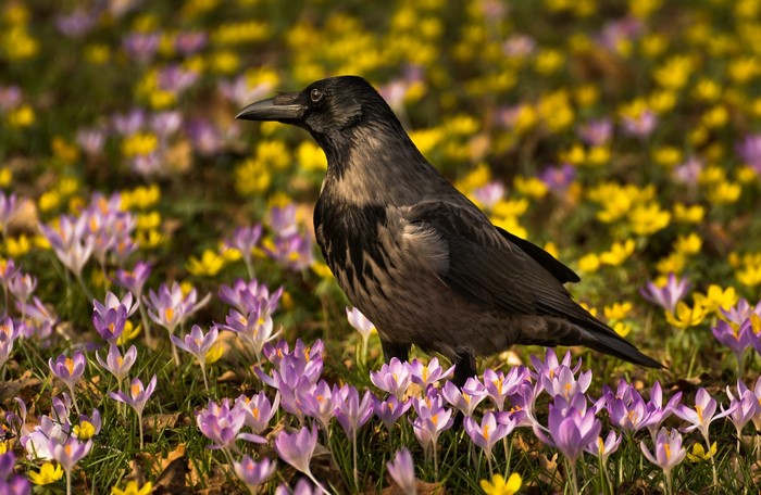 Crow standing in a field of purple and yellow crocuses