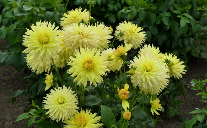 Yellow Dahlias in Bloom