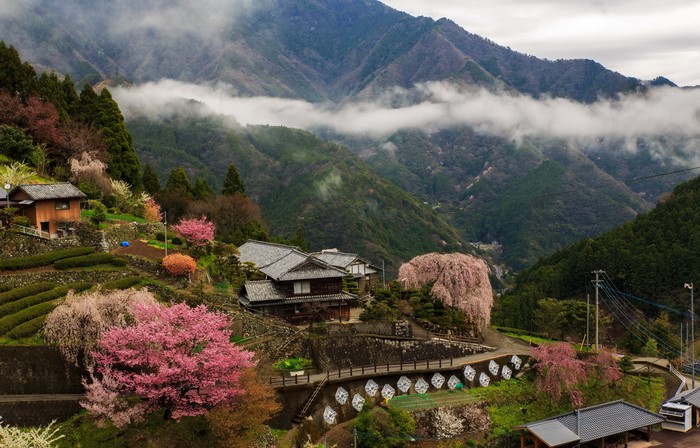 Kochi Japan Mountains with Flowering Trees and Houses