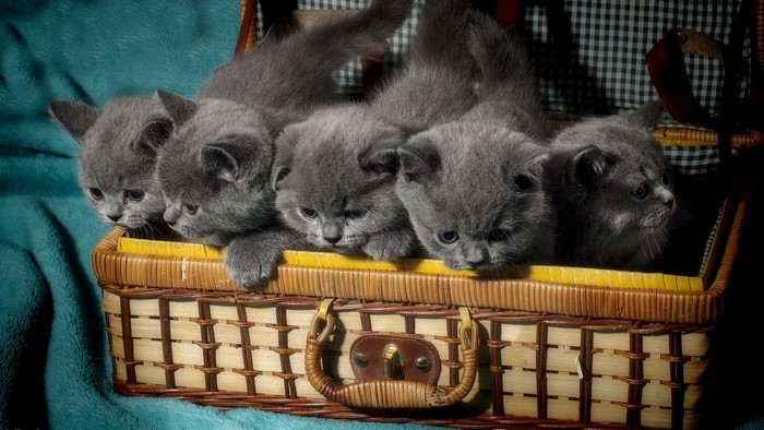Five British Shorthair Kittens in a Wicker Suitcase