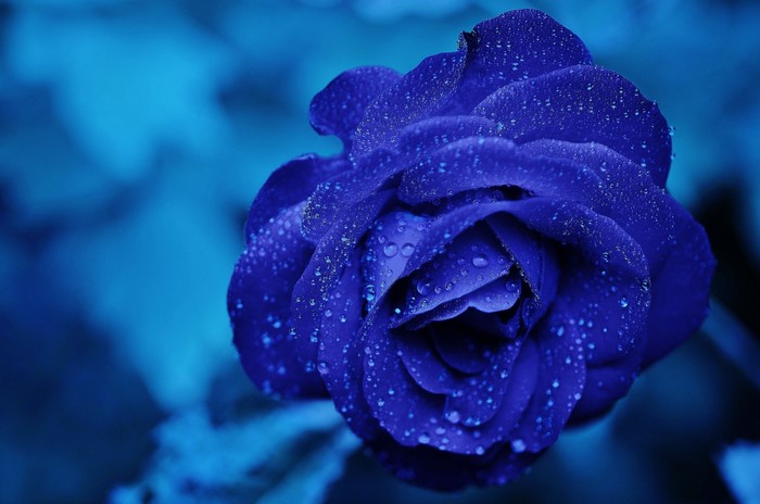 4K Blue Rose with Water Drops