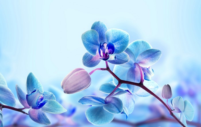Blue Orchids 4K