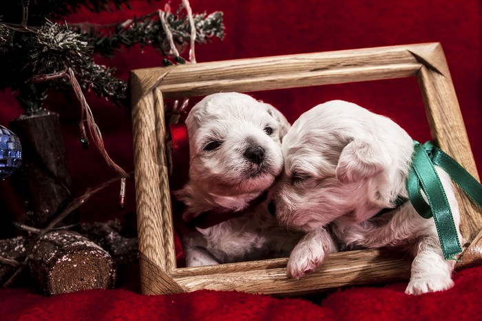 Two puppies in a wooden frame with Christmas decorations