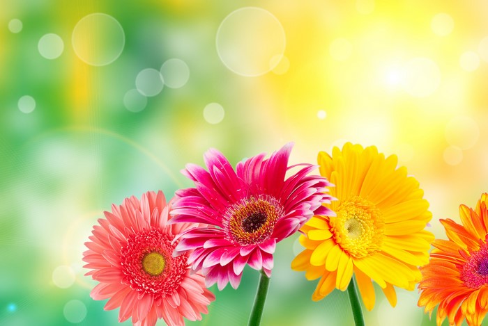 Gerberas in bright sunlight