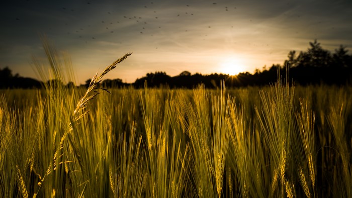 Field of wheat at sunset