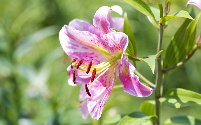 Pink and white lily flower with red stamens