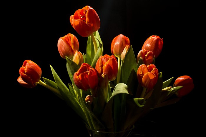 Red Tulips in a Vase on Black Background