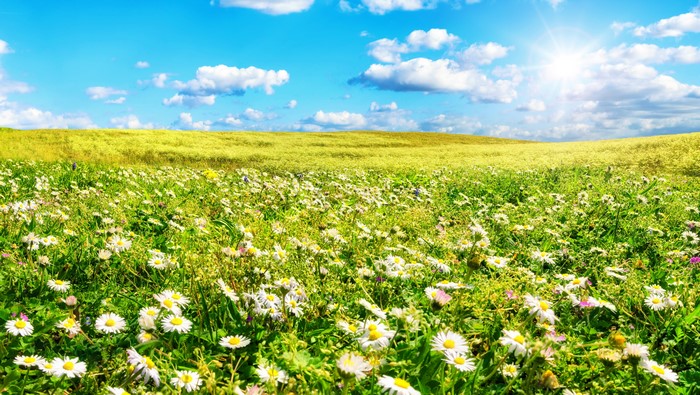 Field of daisies under a sunny sky