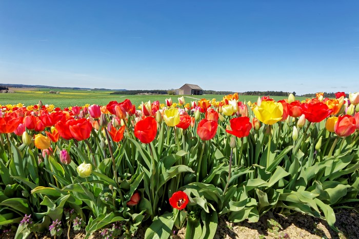 Field of Tulips with Barn in Background