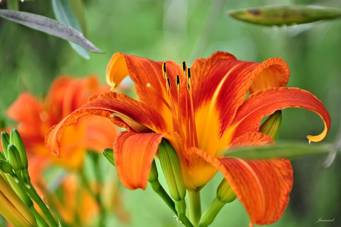 Close-up of an orange daylily flower