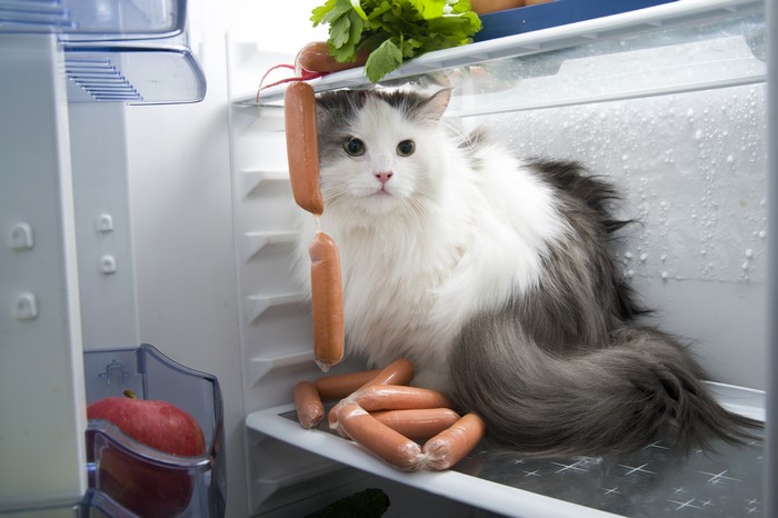 Cat in a refrigerator with sausages