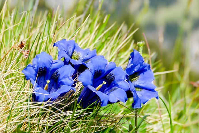 Blue Gentian flowers in green grass