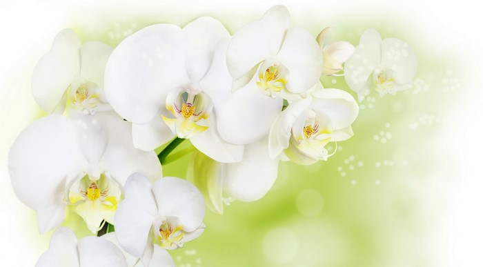 White Orchids Closeup
