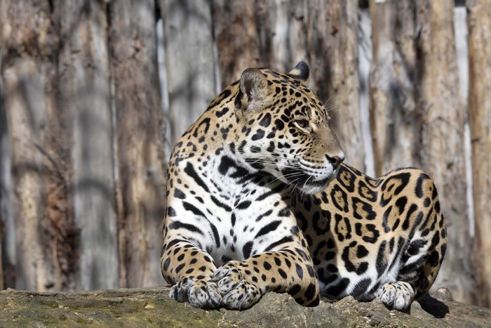 Jaguar resting on a log
