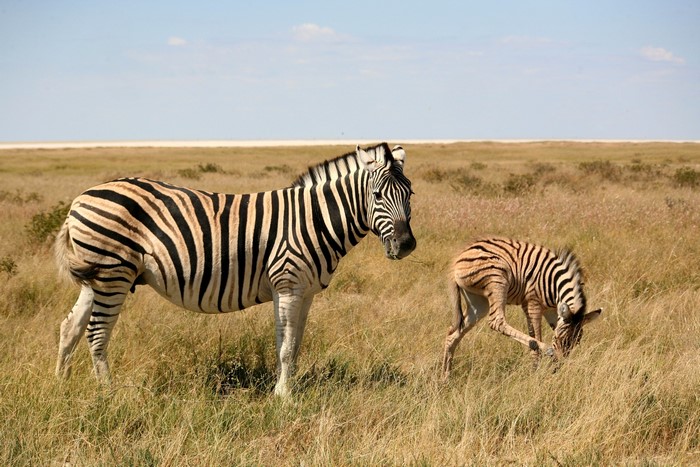 Two zebras in a grassy field