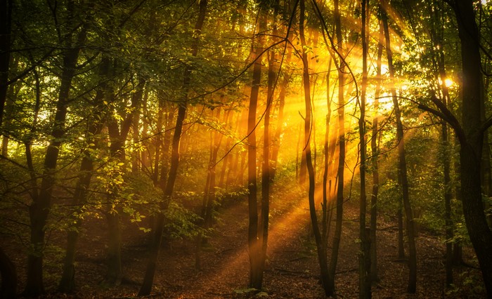 Sunlight filtering through trees in a forest