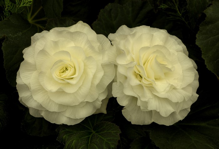 Two white begonia flowers with dark green leaves