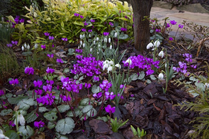Purple Cyclamen and White Snowdrops in a Garden