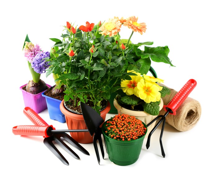 Potted flowers and gardening tools on white background