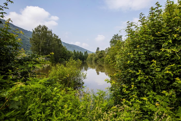 Lake Nehren Germany Summer Trees