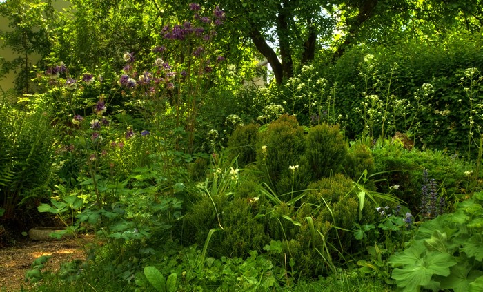 Lush garden with flowers and shrubs