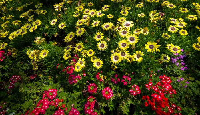 Yellow Gazanias and Red Verbena Flowers