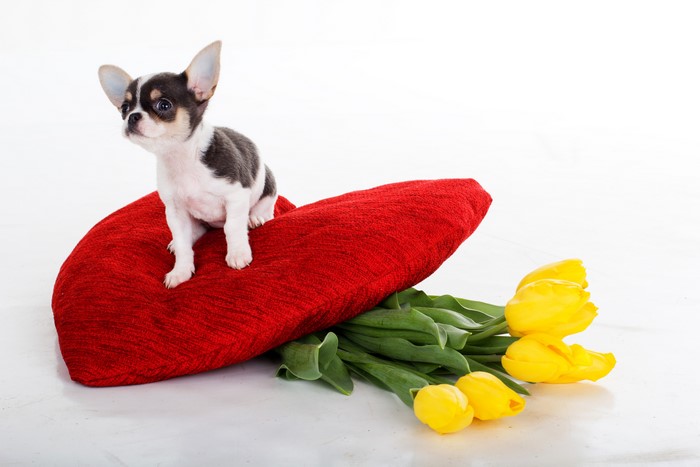 Chihuahua puppy on a red heart pillow with yellow tulips