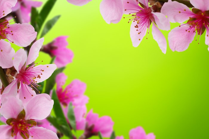 Pink flowers on a green background