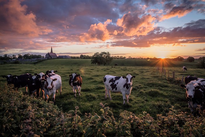 Cows in a field at sunset with a church