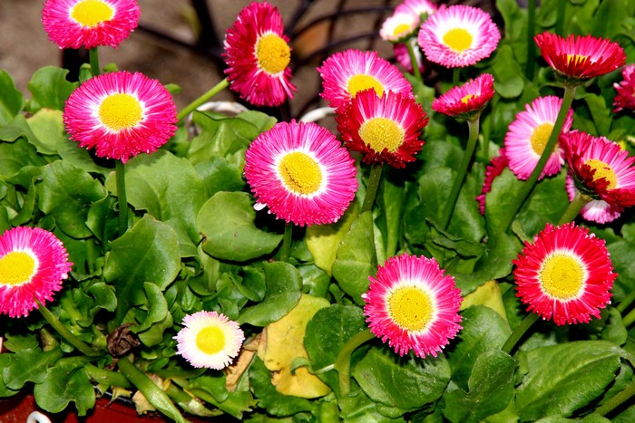 Close-up of pink and red daisies with yellow centers