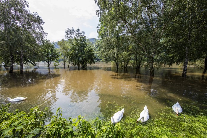 Flooded Mosel River in Germany with Swans and Trees