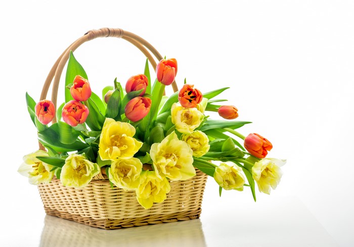 Tulips in a wicker basket on a white background