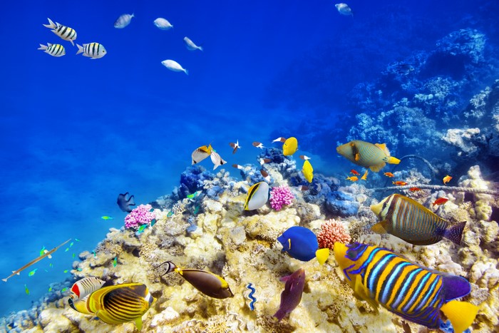 Underwater world with corals and fish