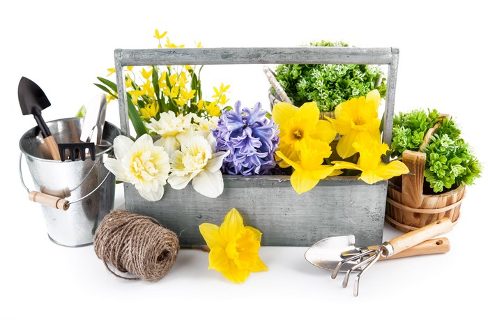 Gardening tools and spring flowers in a wooden crate