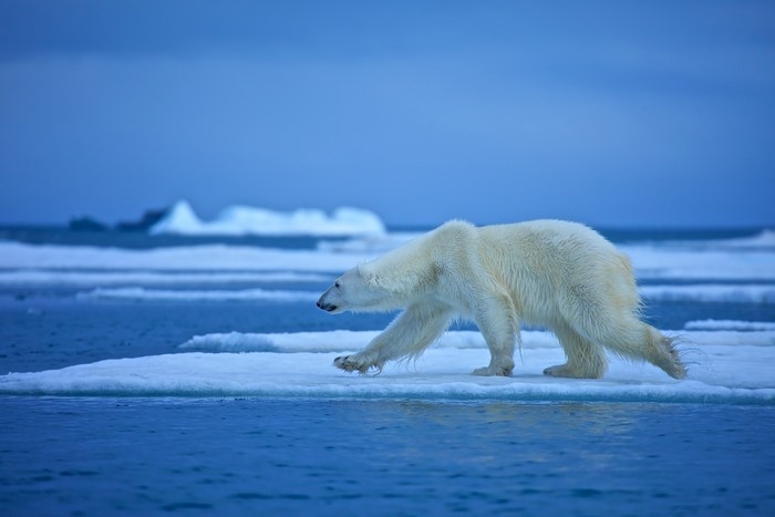 Polar bear walking on ice floe
