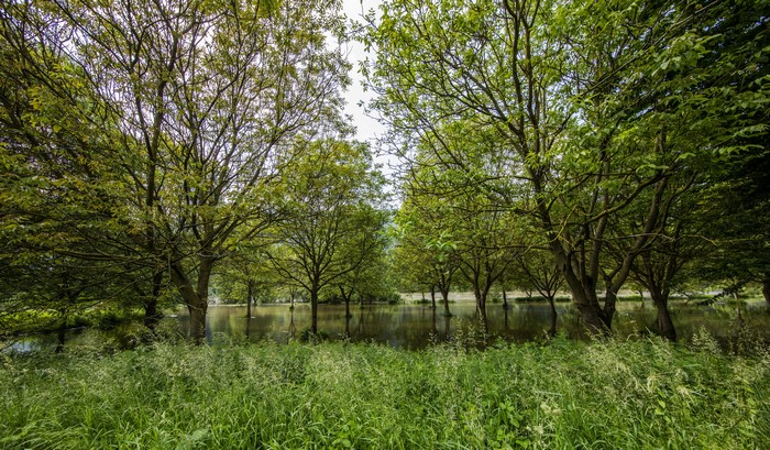 Flooded park with trees and grass in Germany