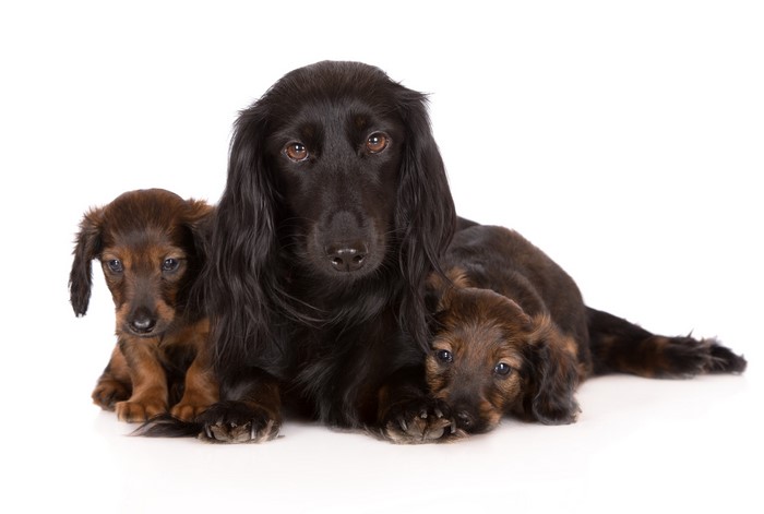 Three Dachshunds on a White Background