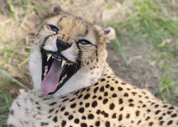 Cheetah yawning with sharp teeth visible