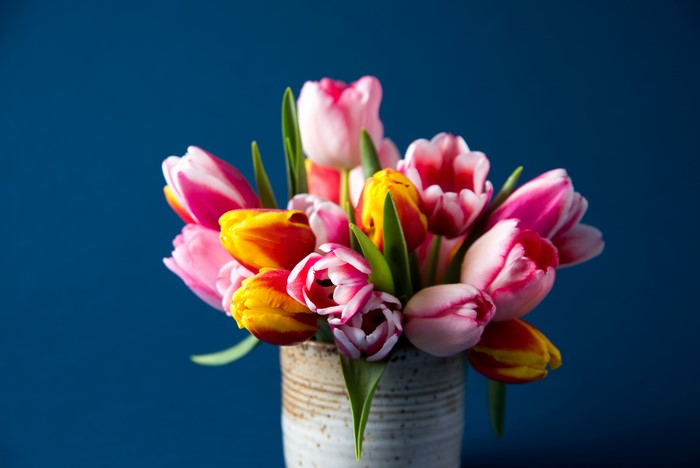 Tulips in a vase on a blue background