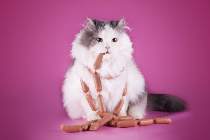 Fluffy cat with sausages around its neck