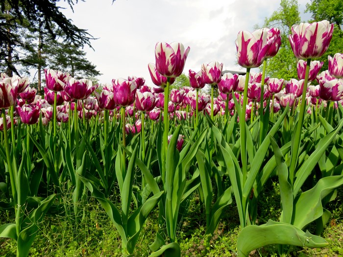 Field of purple and white tulips