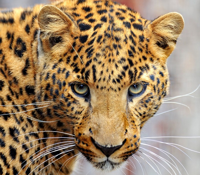 Leopard's Glance with Snout and Whiskers