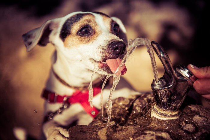 Dog drinking water from a fountain