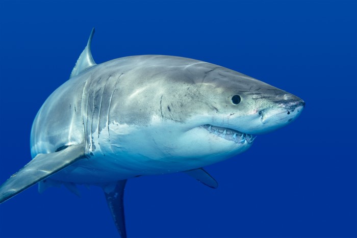 Great White Shark in Blue Water