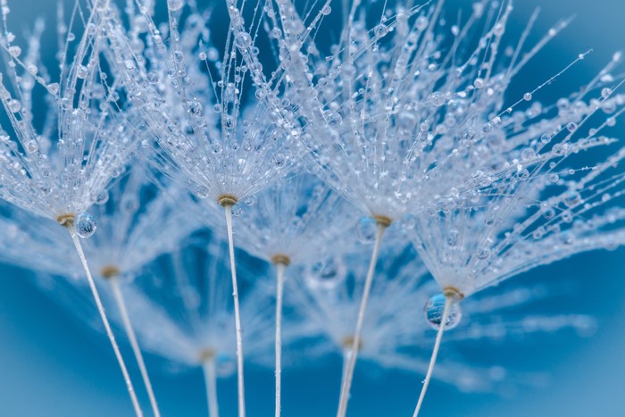 Macro shot of dandelion seeds with water drops